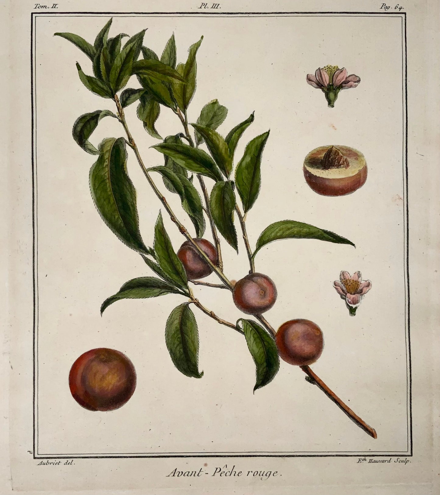1768 Abricot, fruit, Duhamel du Monceau, grand in-4, coloris main, 