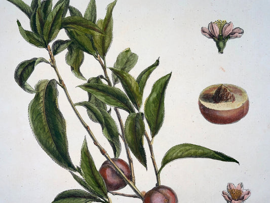 1768 Albicocca, frutta, Duhamel du Monceau, grande quarto, colore a mano, 