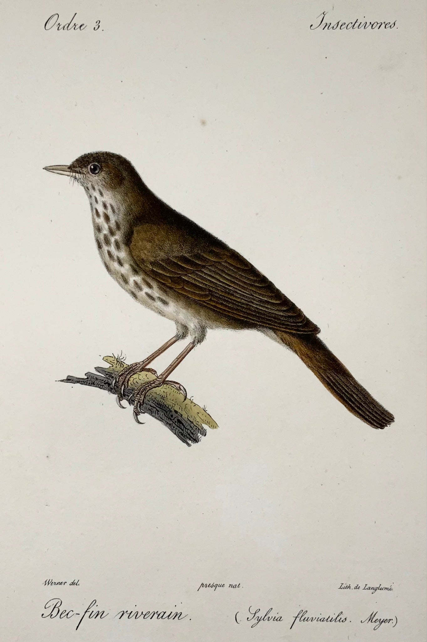 1820 River Warbler, Wermer, Langume, litografia su pietra, uccelli, colore a mano