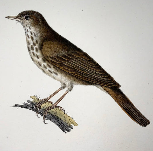 1820 River Warbler, Wermer, Langume, litografia su pietra, uccelli, colore a mano