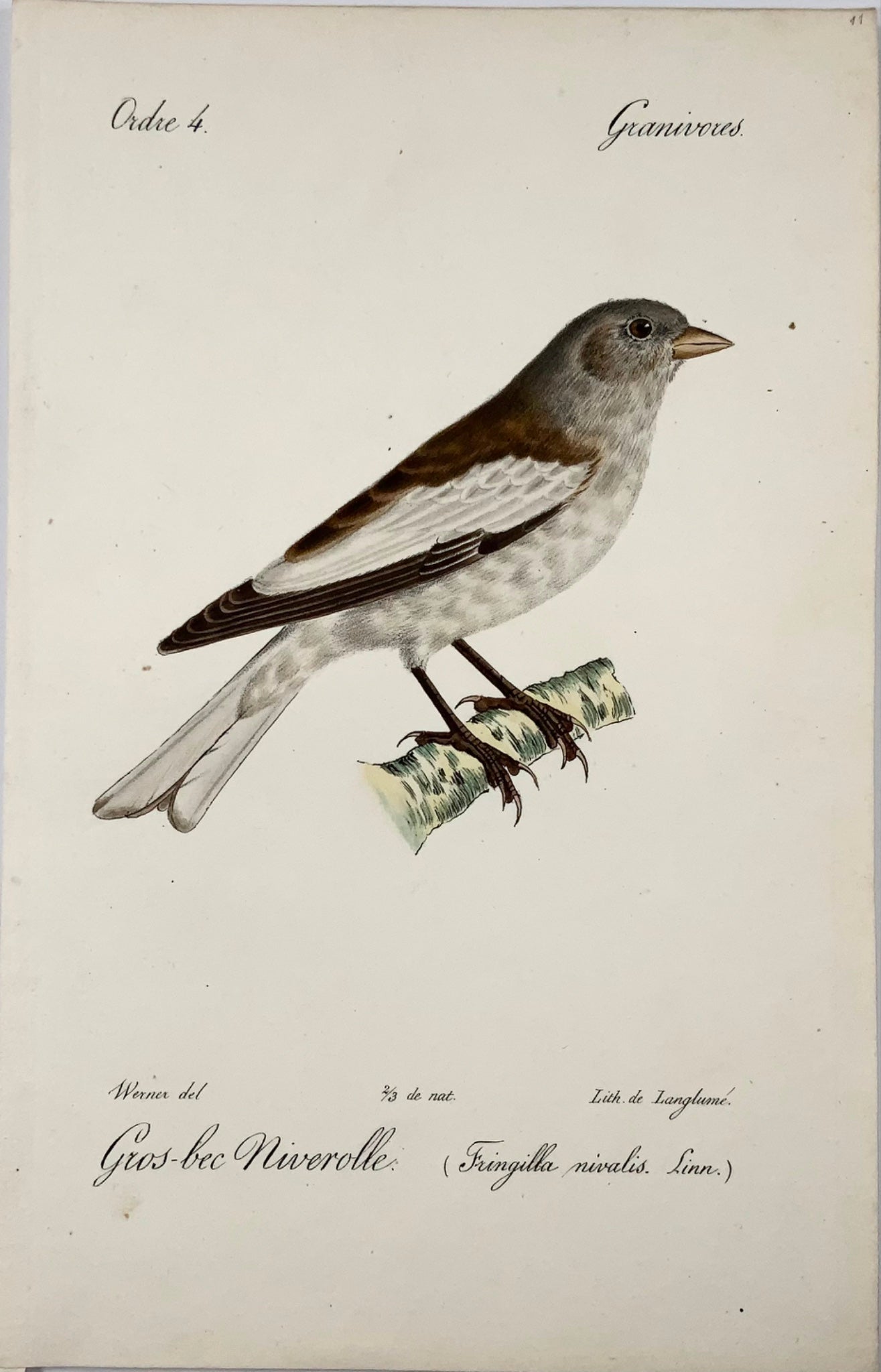 1820 Fringuello delle nevi, da Werner di Langume, litografia su pietra, uccelli. colore della mano