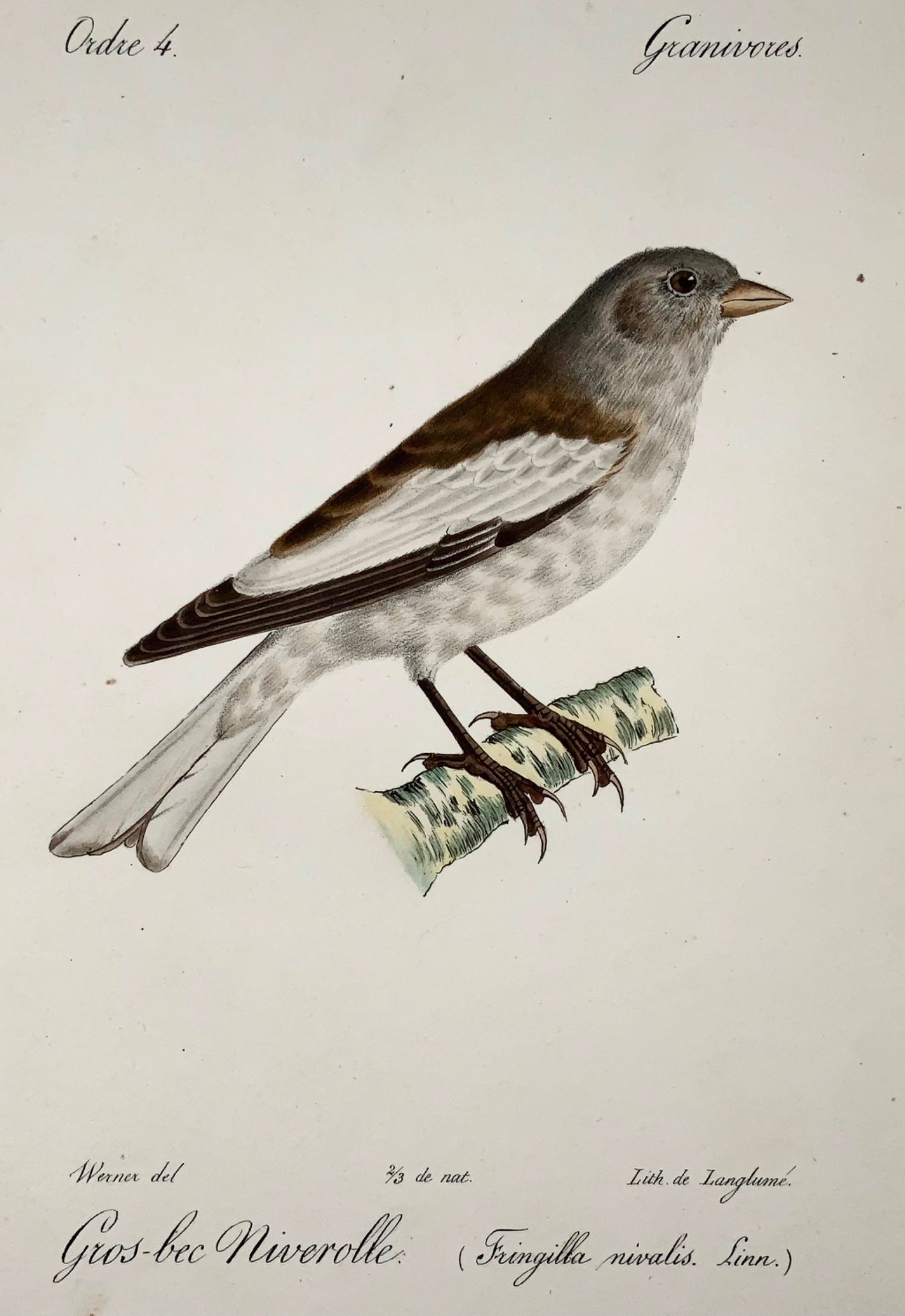 1820 Fringuello delle nevi, da Werner di Langume, litografia su pietra, uccelli. colore della mano