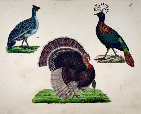 1819 Tacchino, faraona, pollame, ornitologia, Strack, litografia in gesso, colore a mano