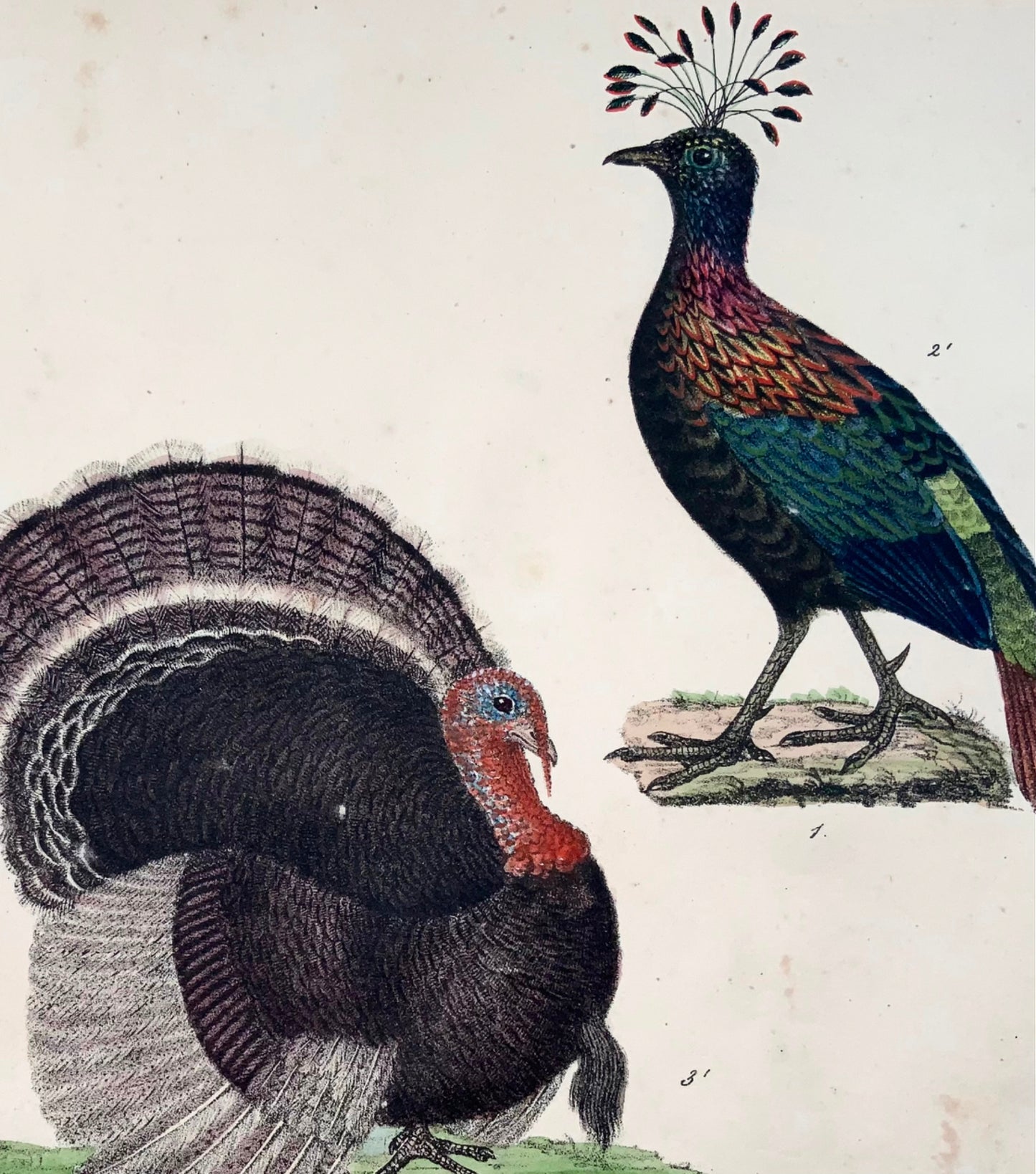 1819 Tacchino, faraona, pollame, ornitologia, Strack, litografia in gesso, colore a mano