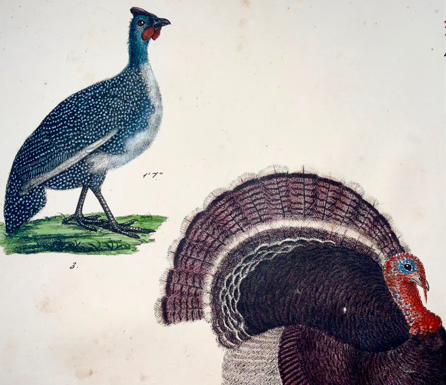 1819 Turkey, fowl, poultry, ornithology, Strack, chalk lithohraph, hand color