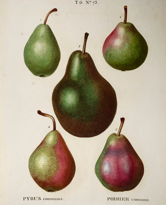 1801 Pere, versatori, Bessa, incisione in foglio, colore a mano, botanica, frutta