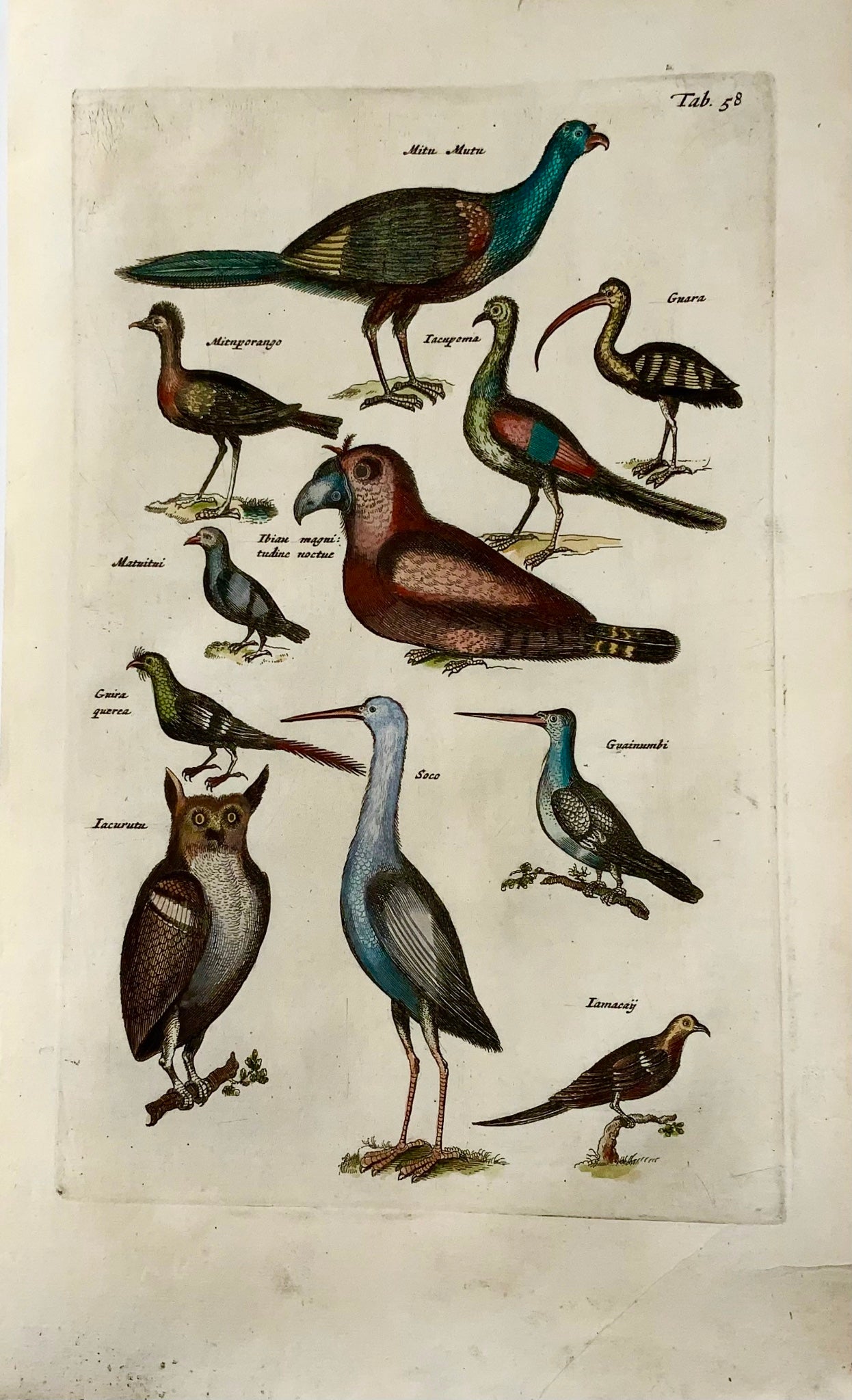 1657 Oiseaux exotiques d'Amazonie, hibou, Matt. Merian, in-folio, gravure coloriée à la main