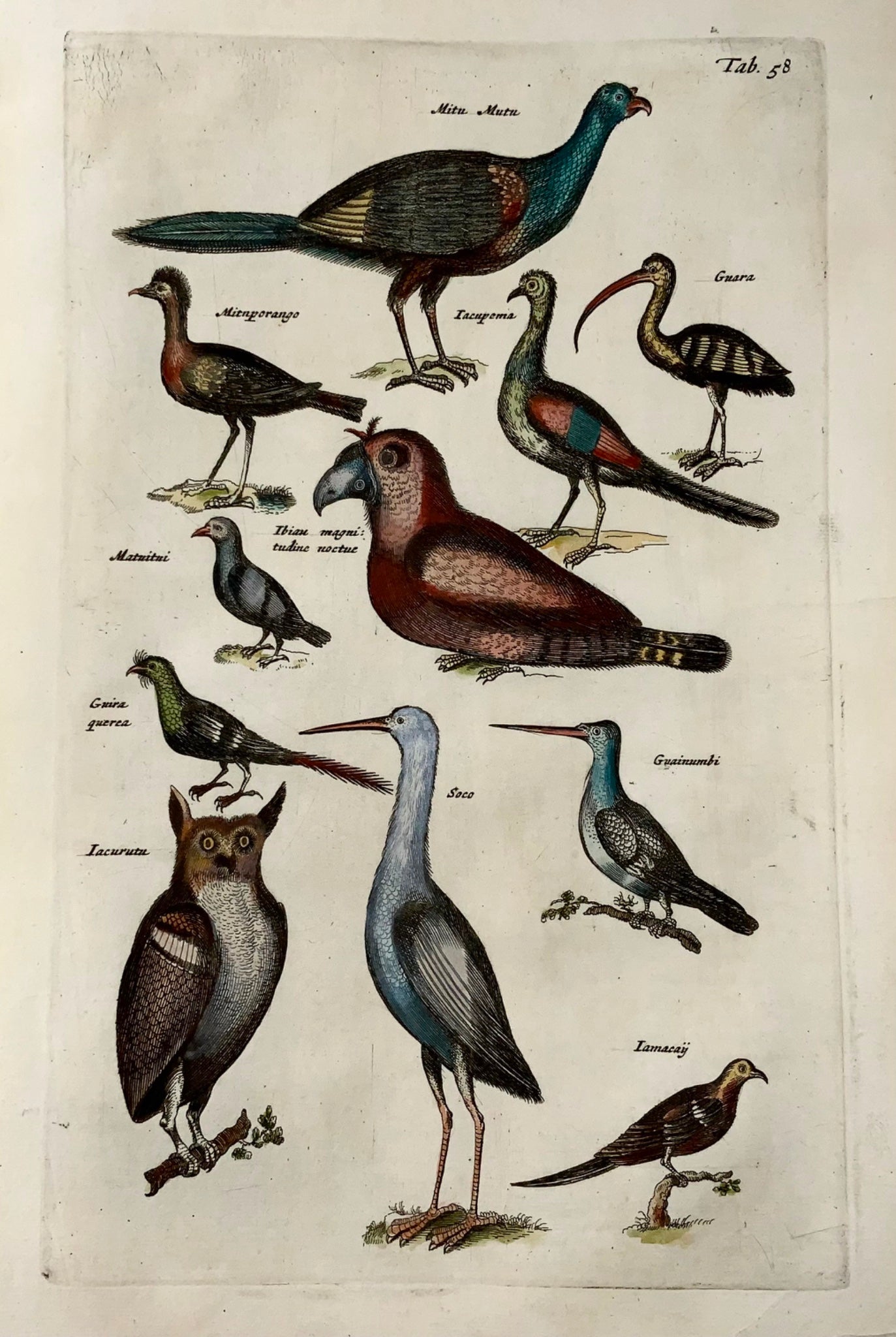 1657 Exotic, Amazonian birds, owl, Matt. Merian, folio, hand coloured engraving