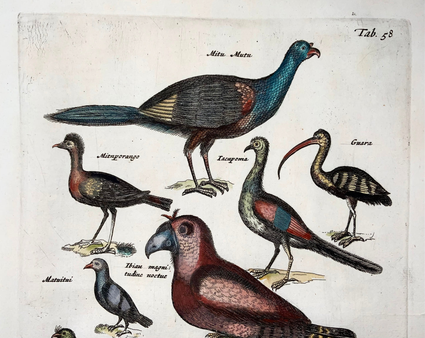 1657 Esotici, uccelli amazzonici, gufo, Matt. Merian, folio, incisione colorata a mano