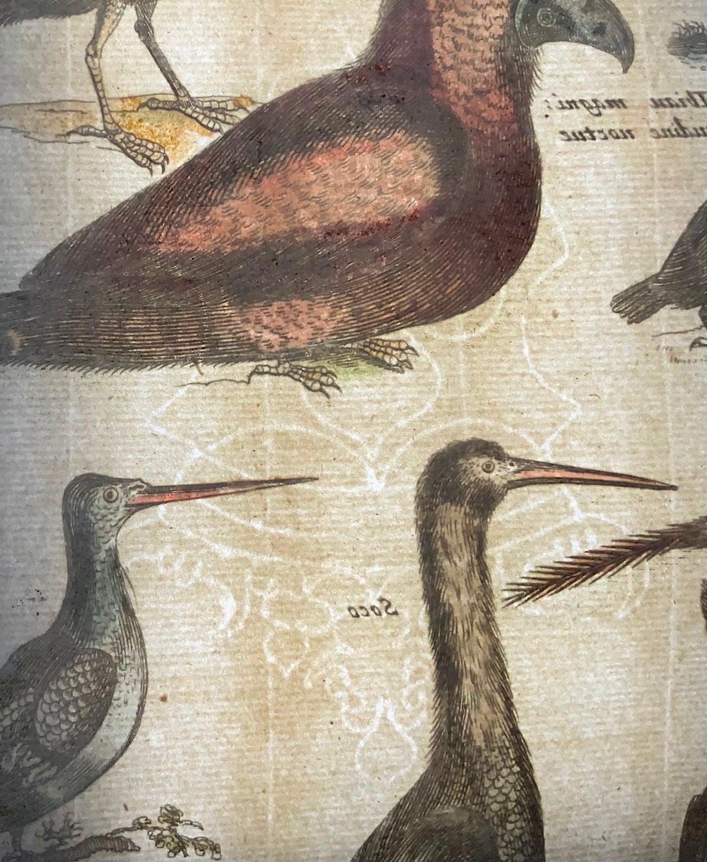 1657 Oiseaux exotiques d'Amazonie, hibou, Matt. Merian, in-folio, gravure coloriée à la main