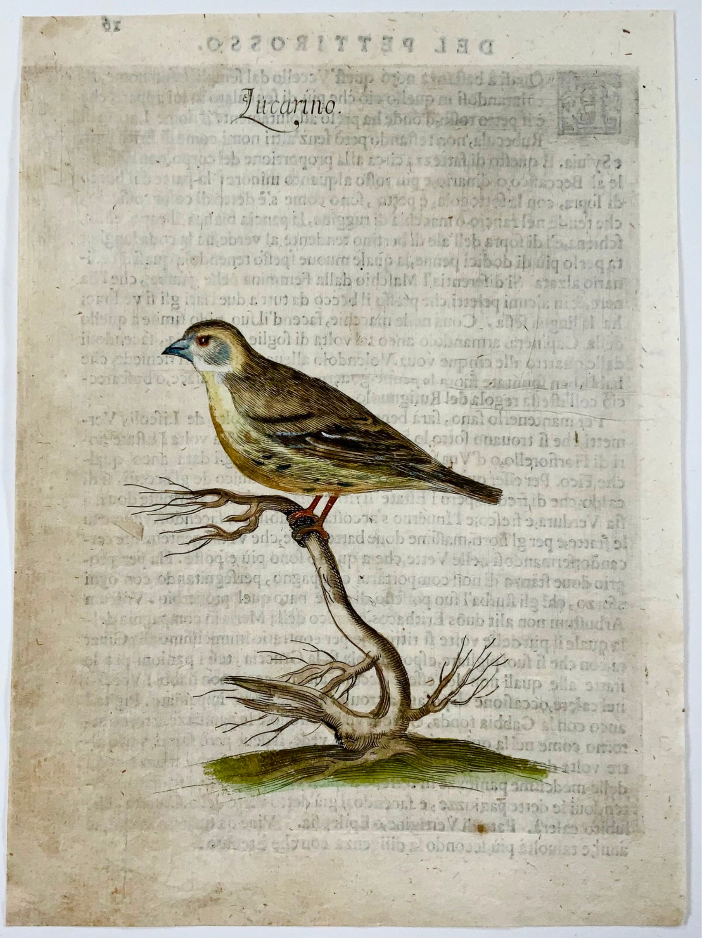 1622 Lucherino, Ornitologia, Ant. Tempesta; F. Villamena, Maestro dell'incisione 