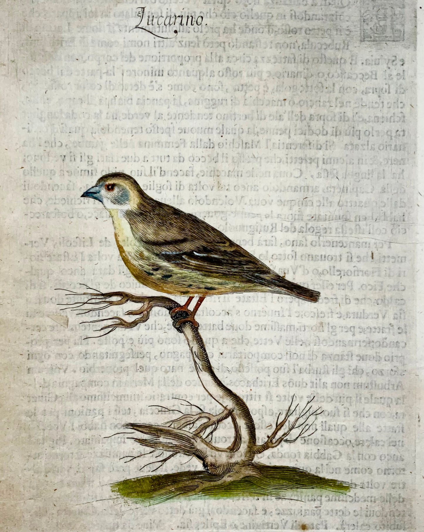 1622 Tarin, Ornithologie, Fourmi. Tempête ; F. Villamena, Maître Gravure 