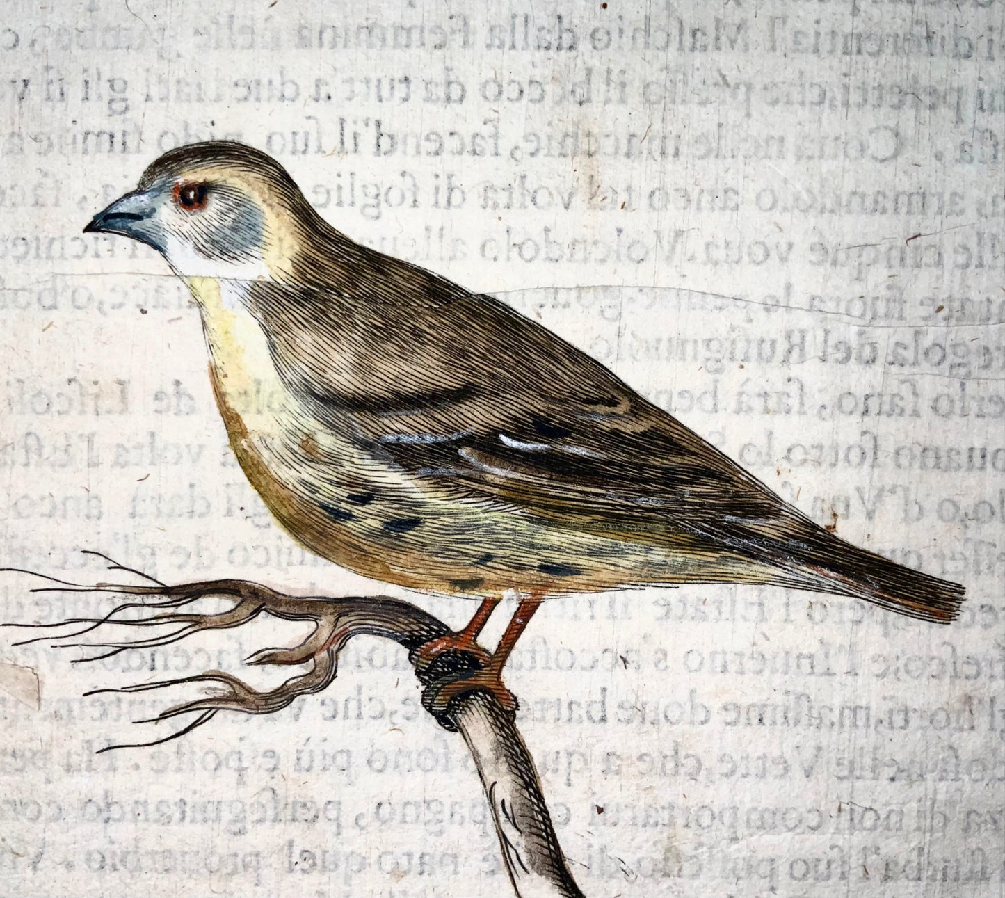 1622 Tarin, Ornithologie, Fourmi. Tempête ; F. Villamena, Maître Gravure 