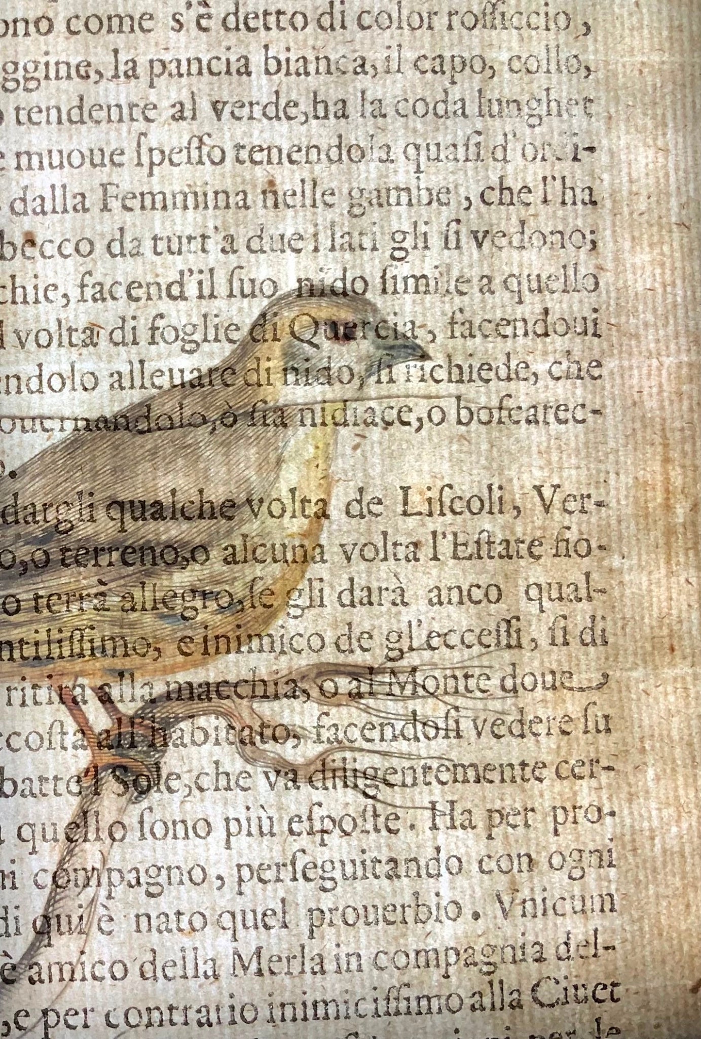 1622 Lucherino, Ornitologia, Ant. Tempesta; F. Villamena, Maestro dell'incisione 