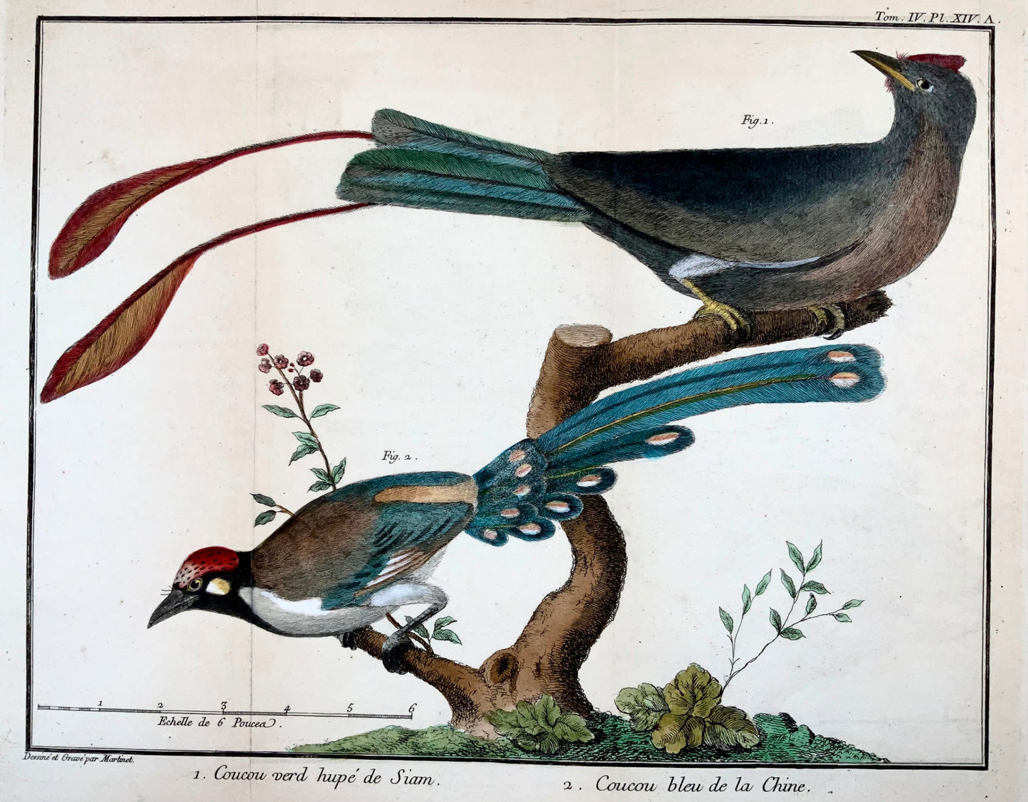 1760 Asian Cuckoos, Martinet (b1725), Brisson, hand colour, ornithology