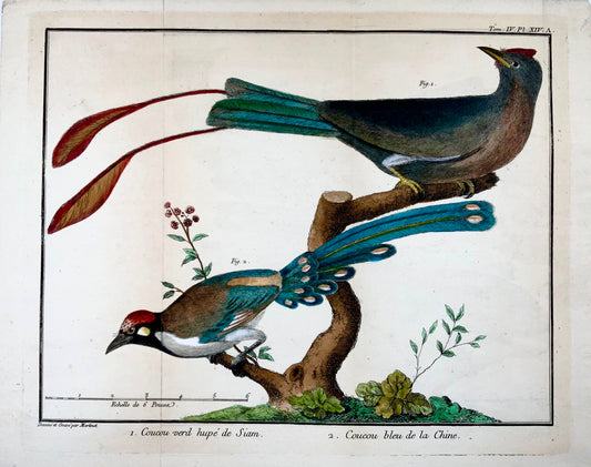 1760 Coucous asiatiques, Martinet (b1725), Brisson, couleur main, ornithologie 