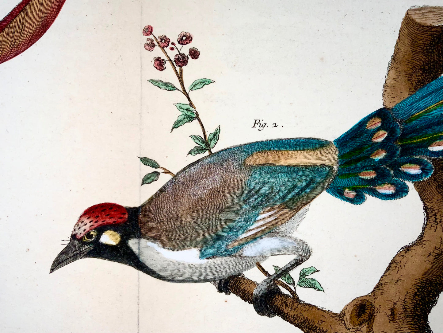 1760 Cuculi asiatici, Martinet (b1725), Brisson, colore a mano, ornitologia 