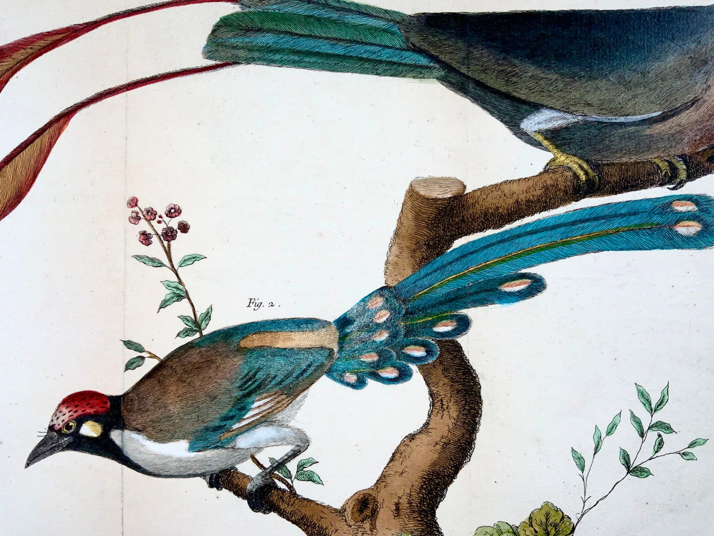 1760 Coucous asiatiques, Martinet (b1725), Brisson, couleur main, ornithologie 