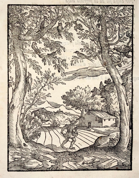 1570 Verdizzotti (b 1525), woodcut, Swallow & other birds, fable