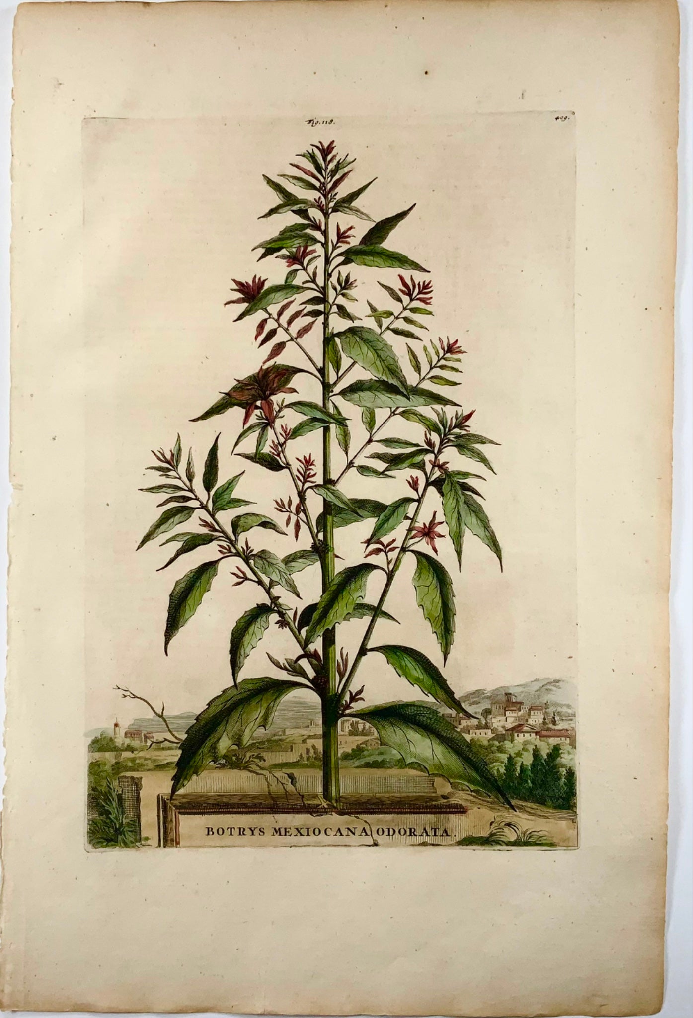 1696 Ambrosia mexicana, large folio, botany, Abraham Munting, large folio