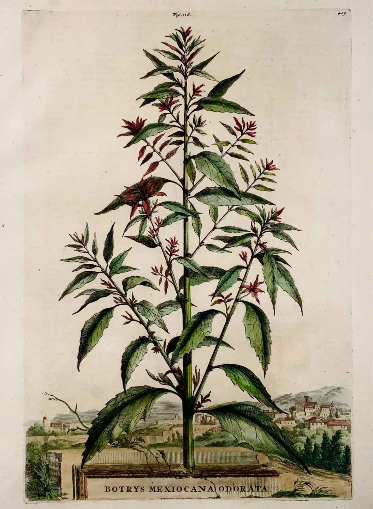 1696 Ambrosia mexicana, foglio grande, botanica, Abraham Munting, foglio grande