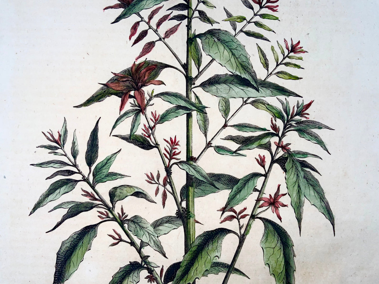 1696 Ambrosia mexicana, foglio grande, botanica, Abraham Munting, foglio grande