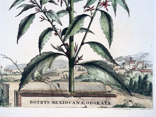 1696 Ambrosia mexicana, grand folio, botanique, Abraham Munting, grand folio