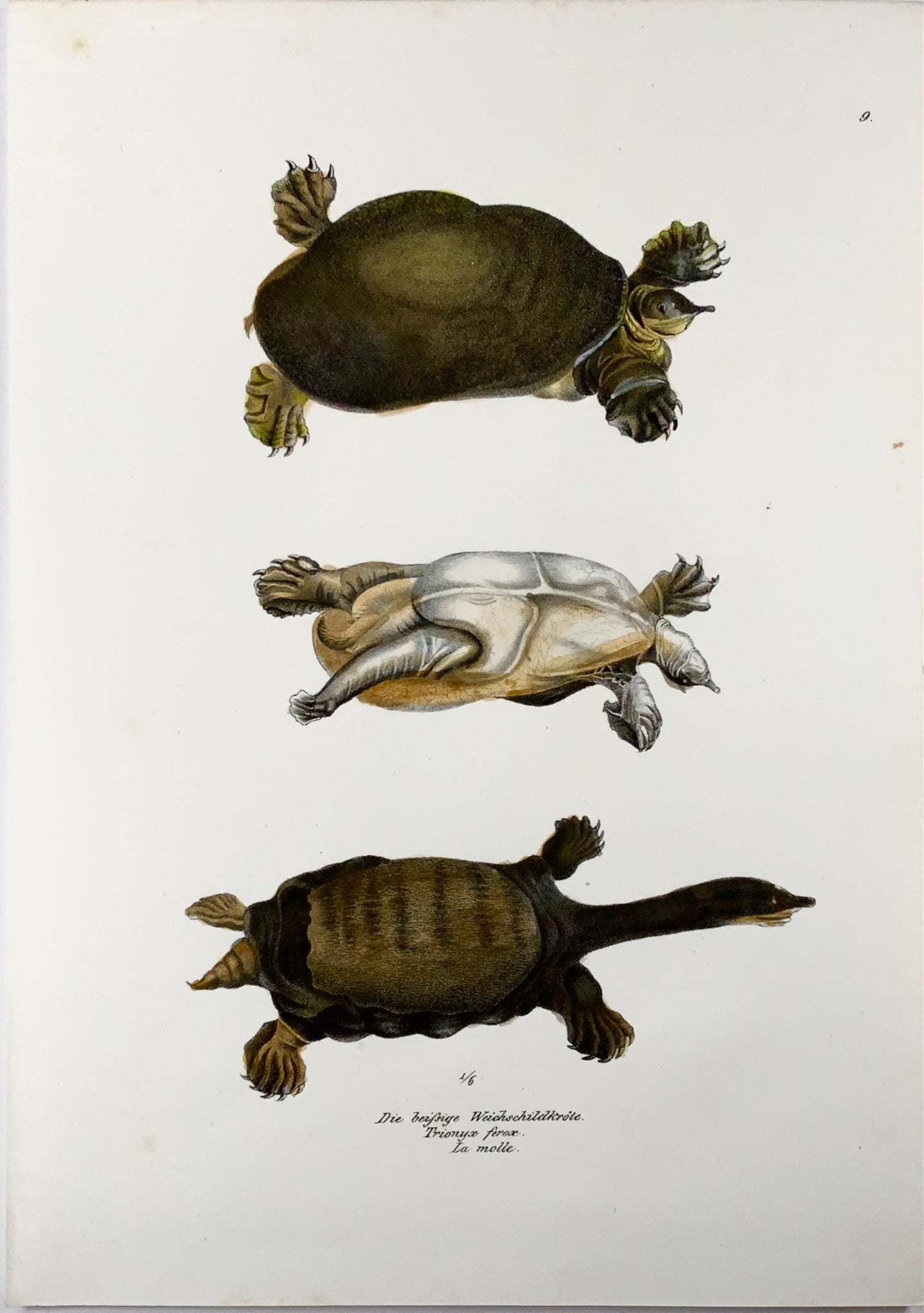 1833 Tartaruga dal guscio molle della Florida, anfibi, Schinz, litografia colorata a mano
