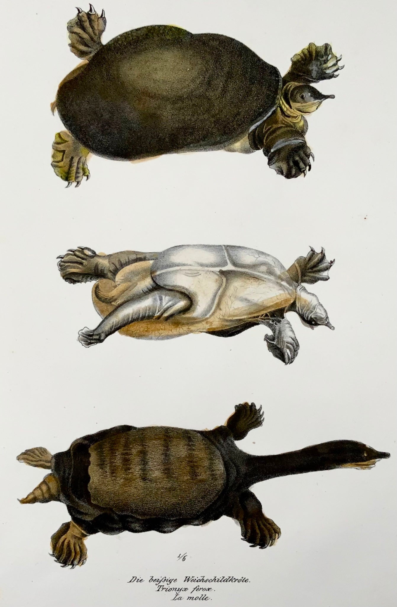 1833 Tortue molle de Floride, amphibiens, Schinz, lithographie colorée à la main