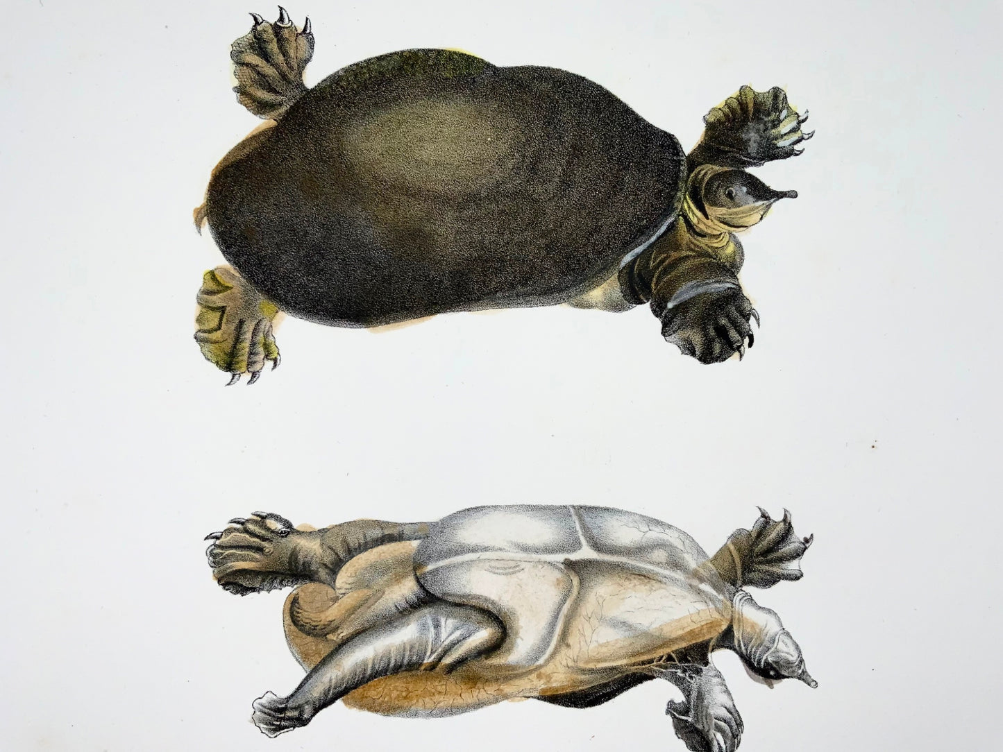1833 Tortue molle de Floride, amphibiens, Schinz, lithographie colorée à la main
