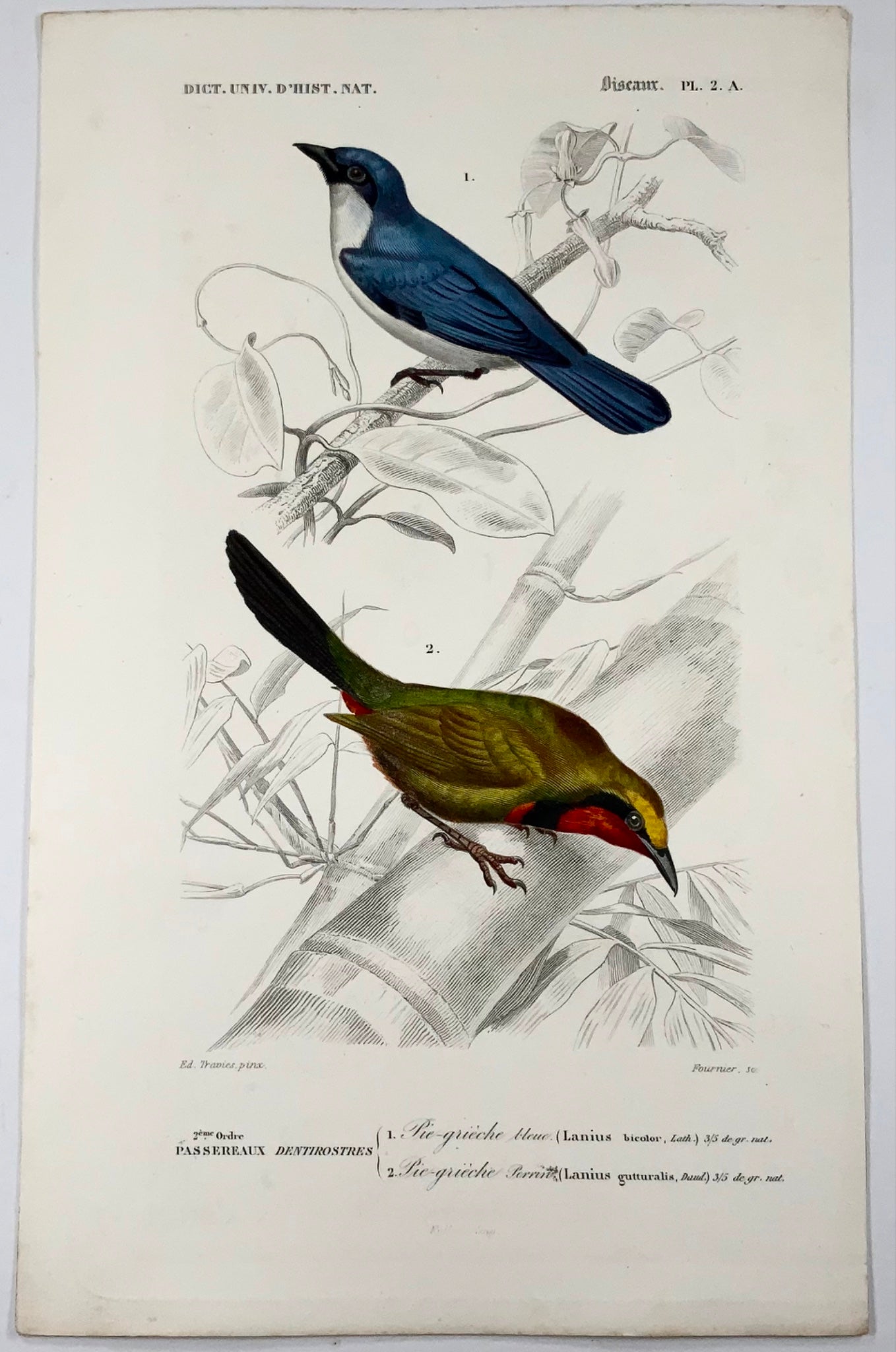1840 Shrikes, ornithology, Ed Travies, hand colour, engraving, mammals
