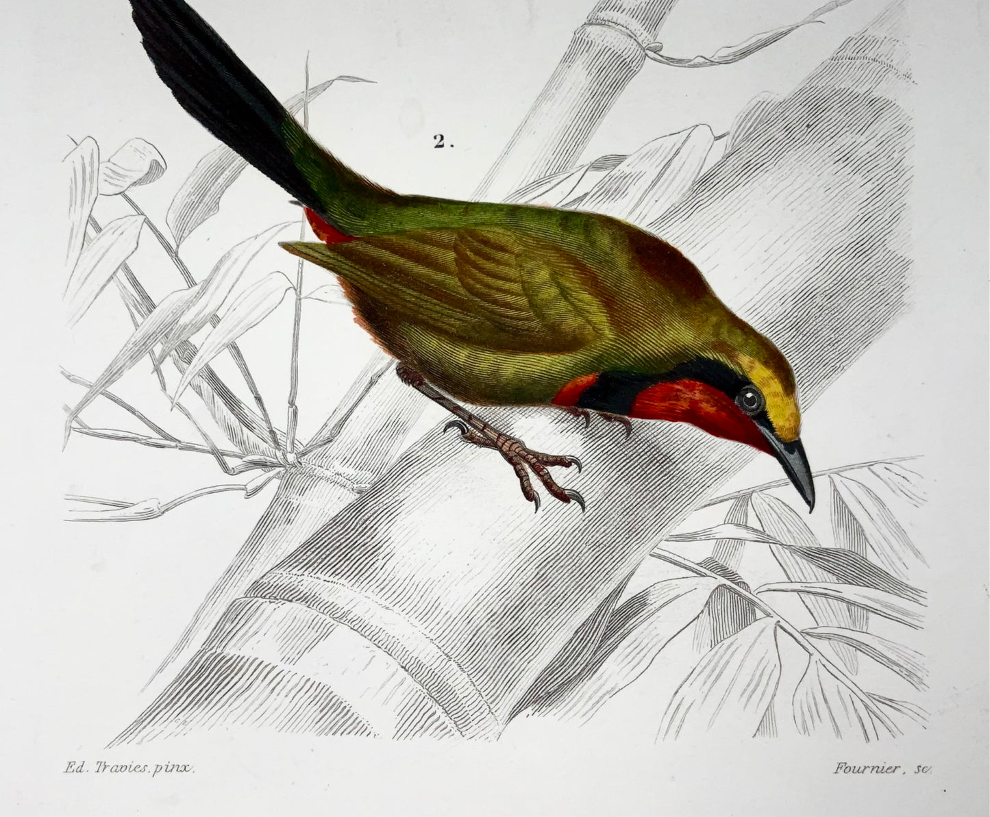 1840 Averla, ornitologia, Ed Travies, colore a mano, incisione, mammiferi 
