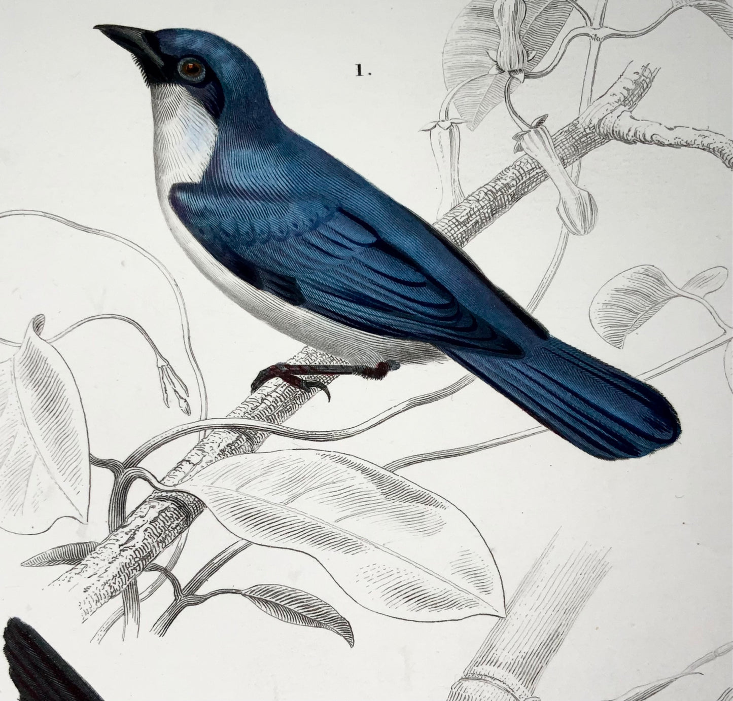 1840 Pie-grièche, ornithologie, Ed Travies, couleur à la main, gravure, mammifères 