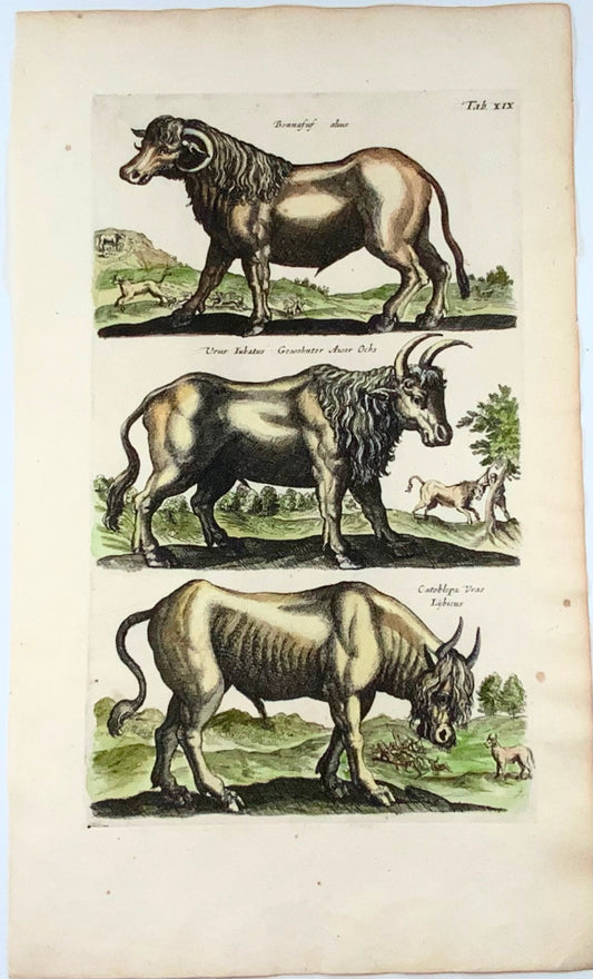 1657 Ochs, Bison, etc, mammals.  Matt. Merian, folio with 3 coloured engravings