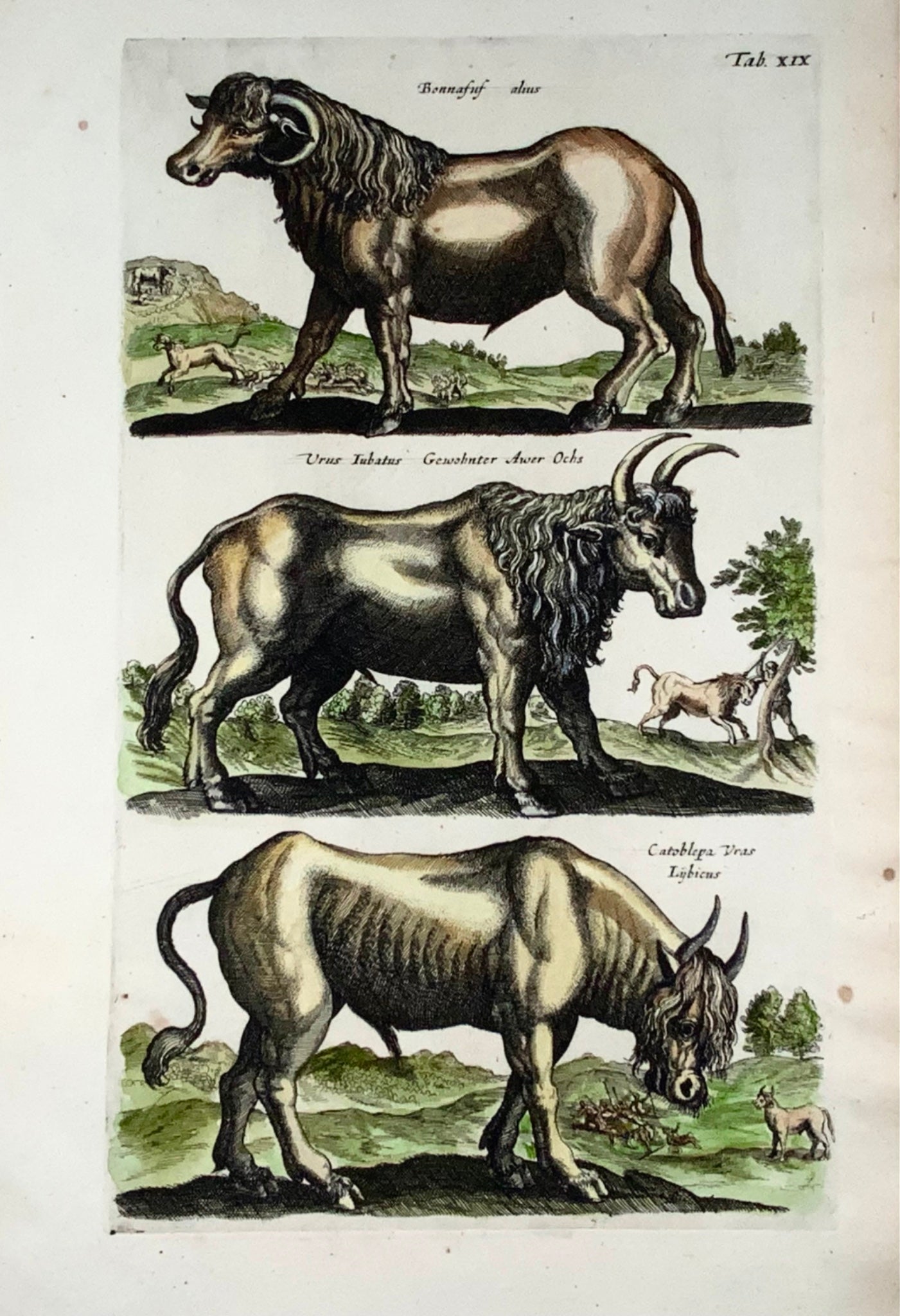 1657 Ochs, bisonti, ecc., mammiferi. Opaco. Merian, foglio con 3 incisioni a colori 