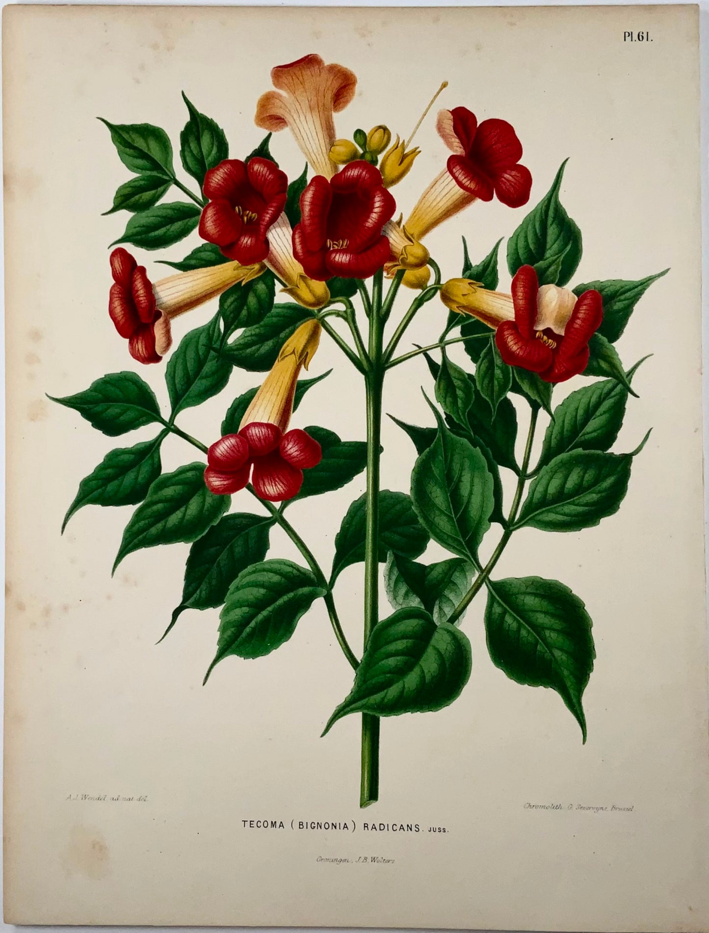 1868 Trumpetbush, fiore, botanica, folio, Wendel, cromolitografia fine 