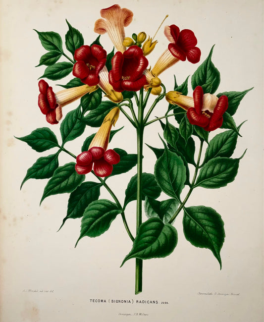1868 Trumpetbush, fiore, botanica, folio, Wendel, cromolitografia fine 
