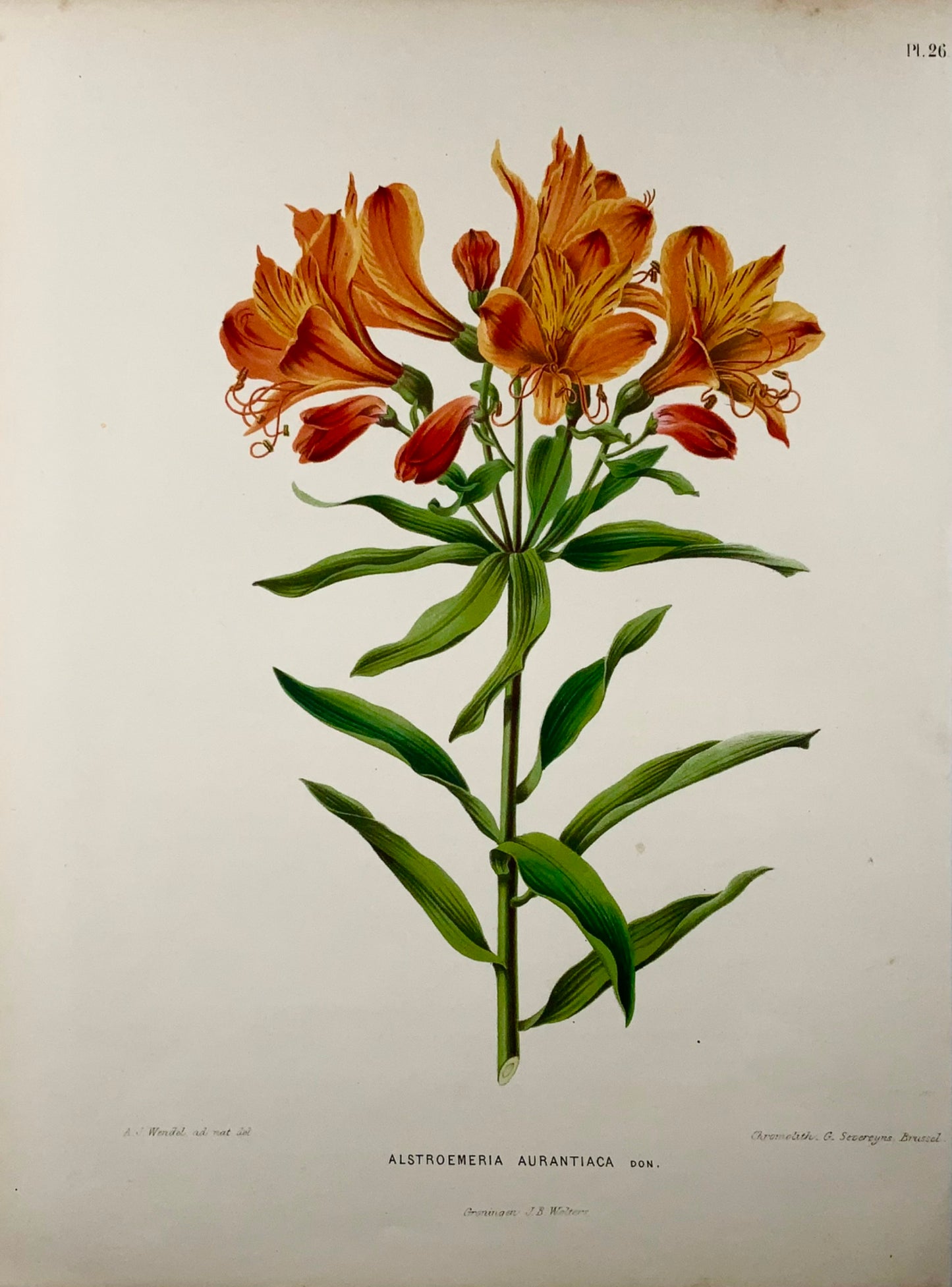 1868 Giglio peruviano, fiore, botanica, folio, Wendel, cromolitografia fine 