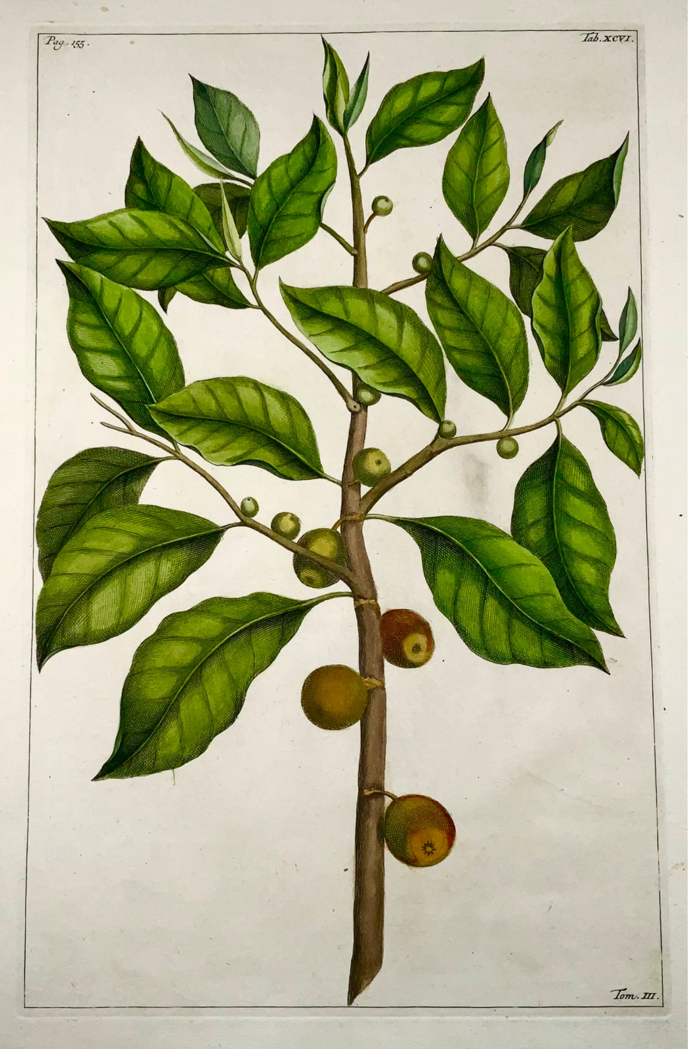1741 Fico, frutta, Rumpf, Herbarium Amboinense, Indonesia, colore a mano, folio