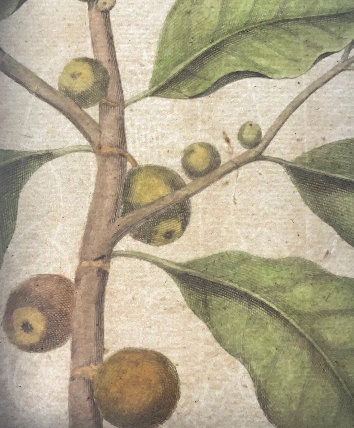 1741 Fico, frutta, Rumpf, Herbarium Amboinense, Indonesia, colore a mano, folio