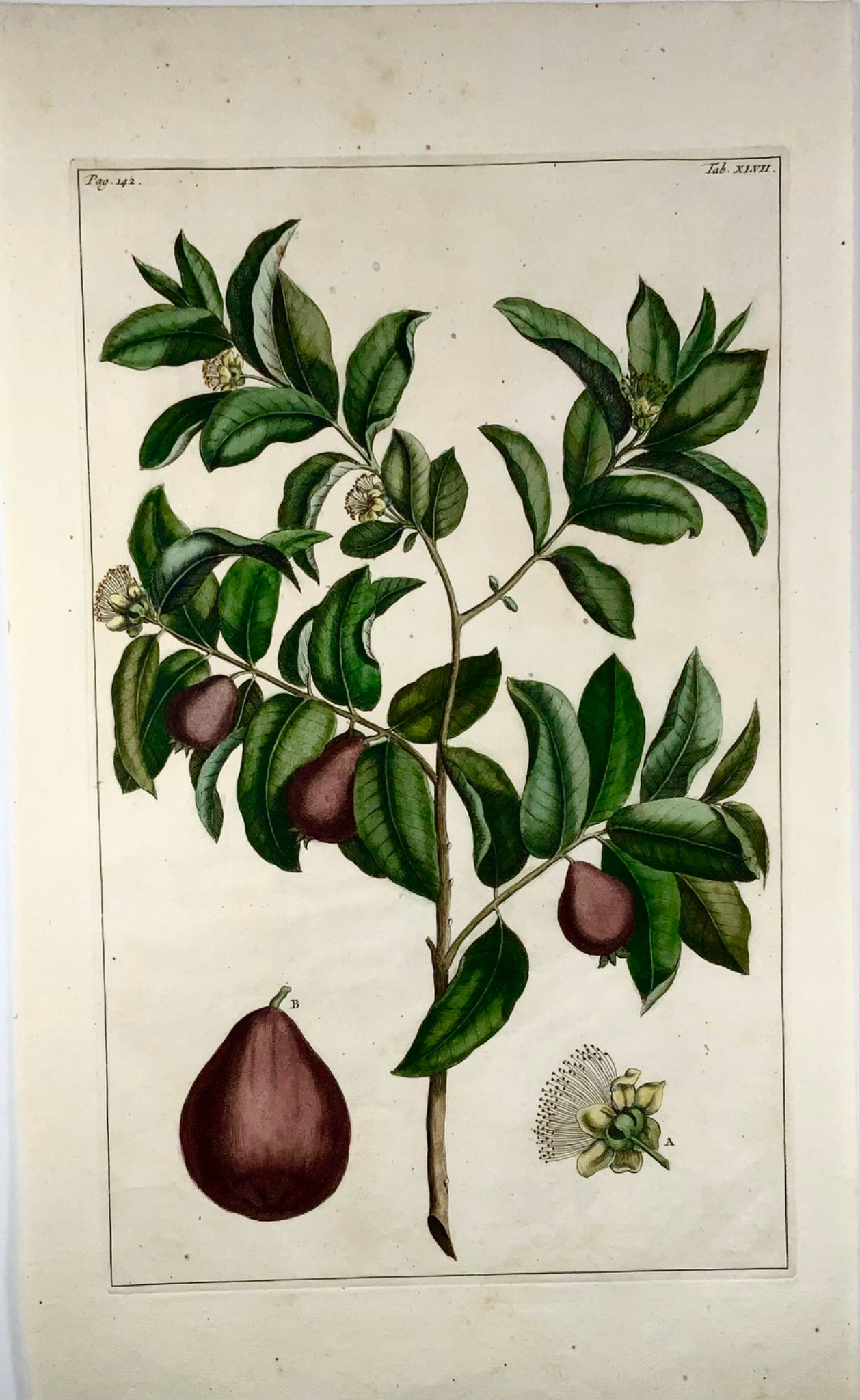 1741 Guava, frutta, Rumpf, Herbarium Amboinense, Indonesia, colore a mano, folio