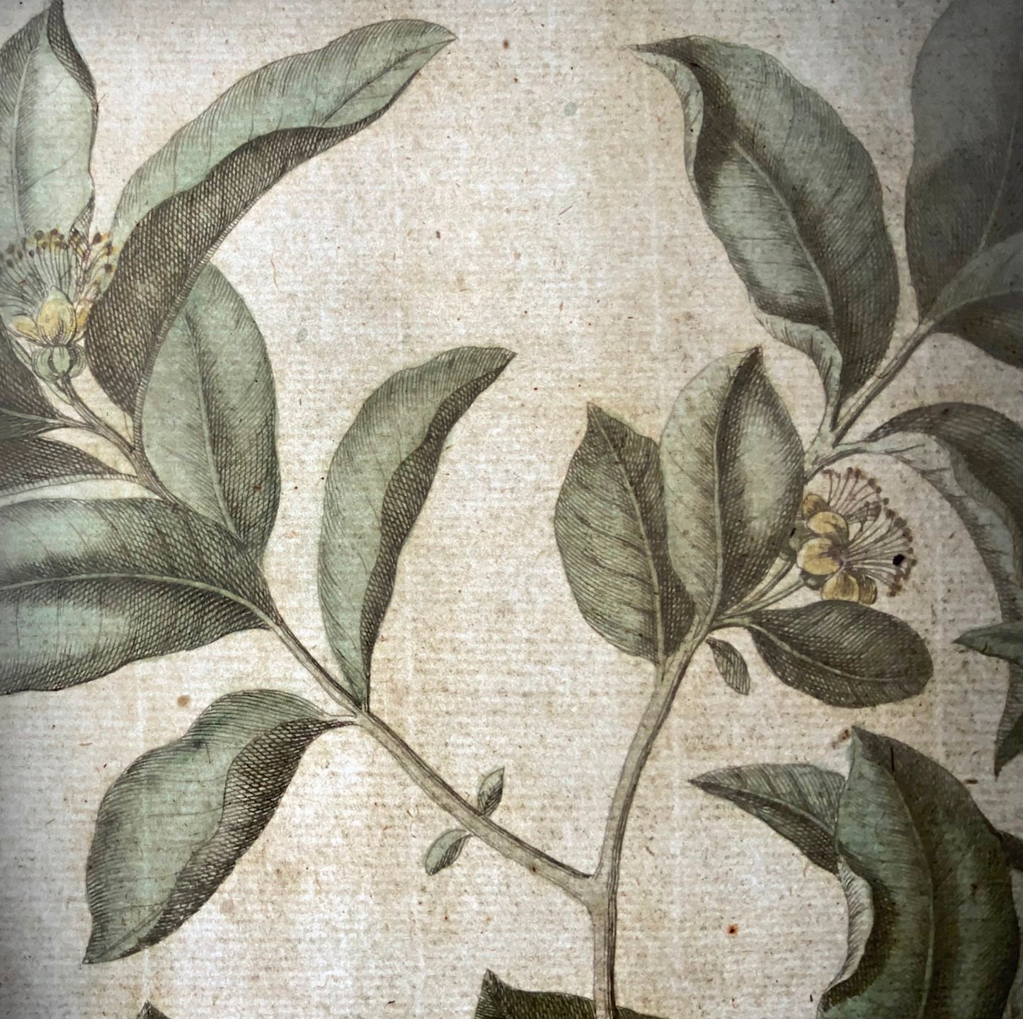 1741 Guava, frutta, Rumpf, Herbarium Amboinense, Indonesia, colore a mano, folio