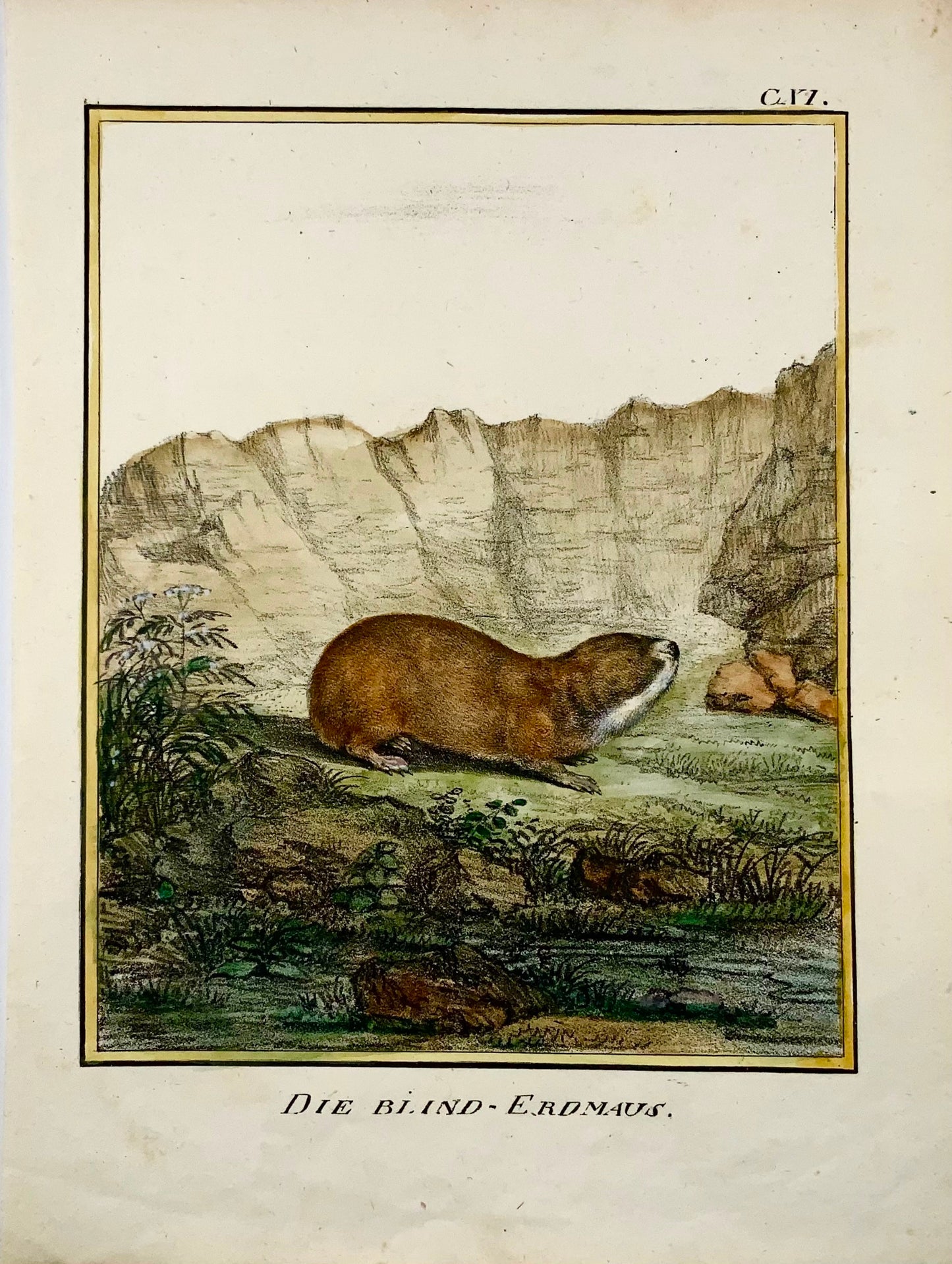 1818 Vole, Karl Schmidt, quarto, colorato a mano, incunaboli di litografia, mammifero
