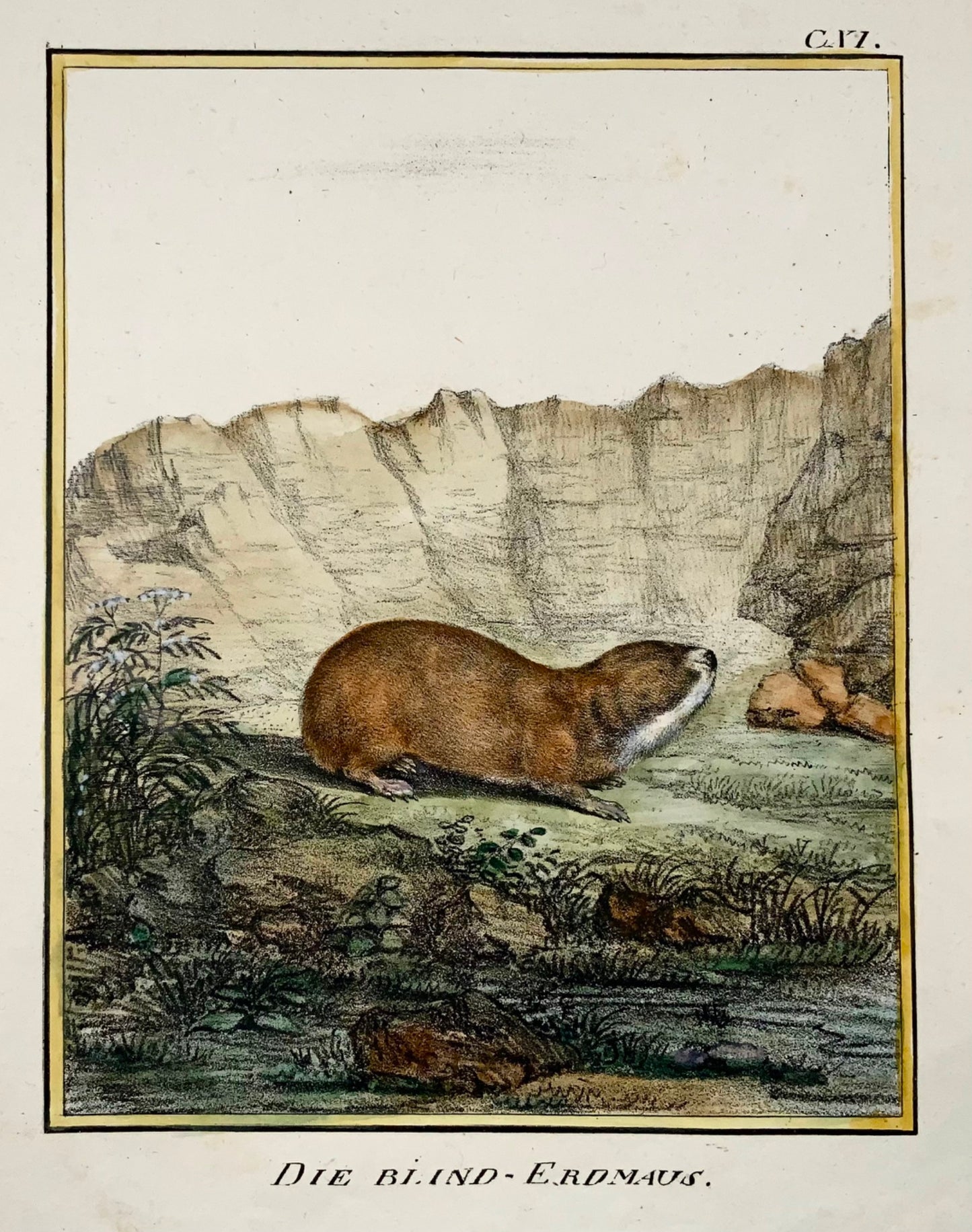 1818 Vole, Karl Schmidt, quarto, colorato a mano, incunaboli di litografia, mammifero