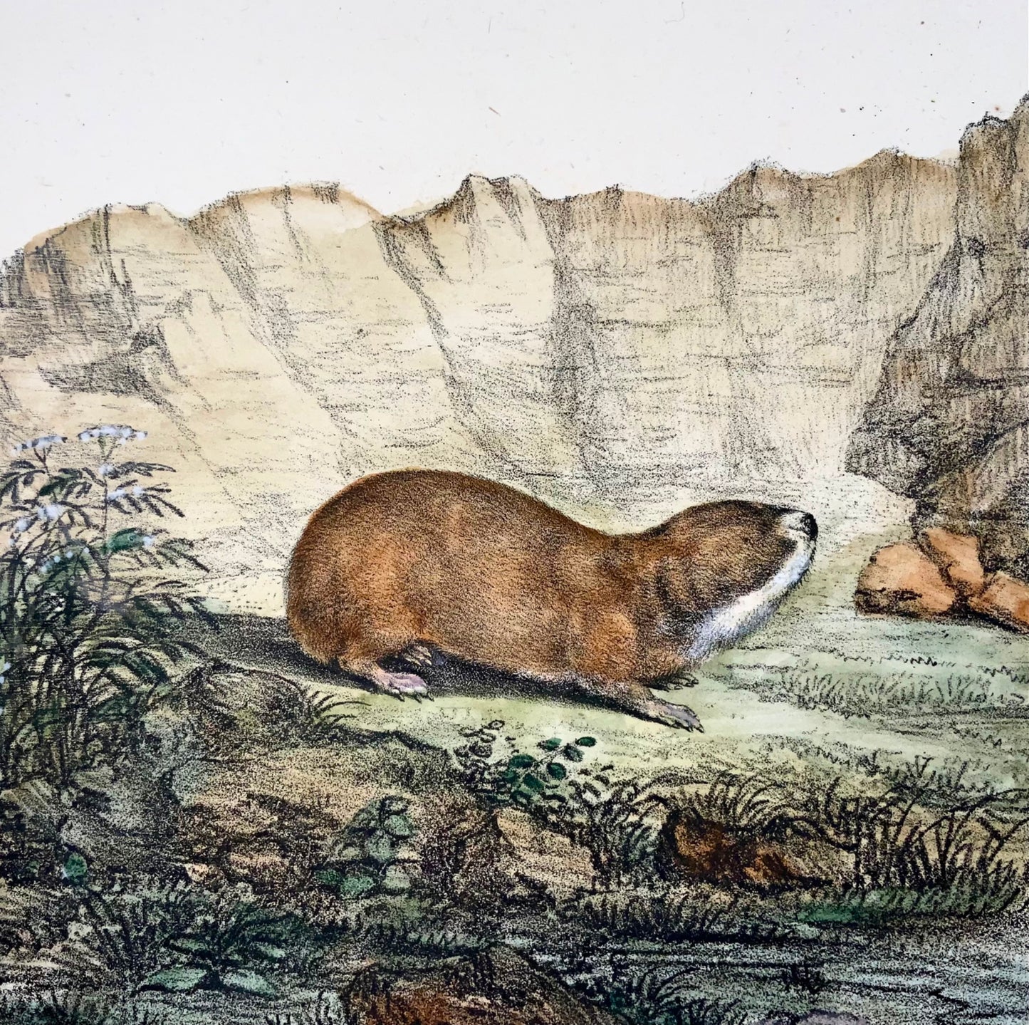 1818 Vole, Karl Schmidt, quarto, colorato a mano, incunaboli di litografia, mammifero