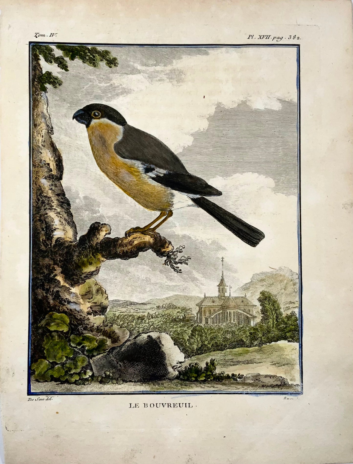 1771 Pyrrhula, Bullfinch, De Seve, ornithology, large quarto edition, engraving
