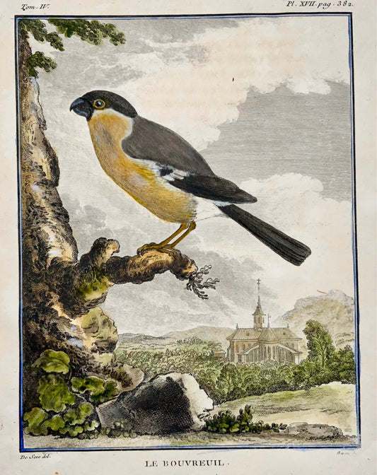 1771 Pirrula, Ciuffolotto, De Seve, ornitologia, edizione grande in quarto, incisione 