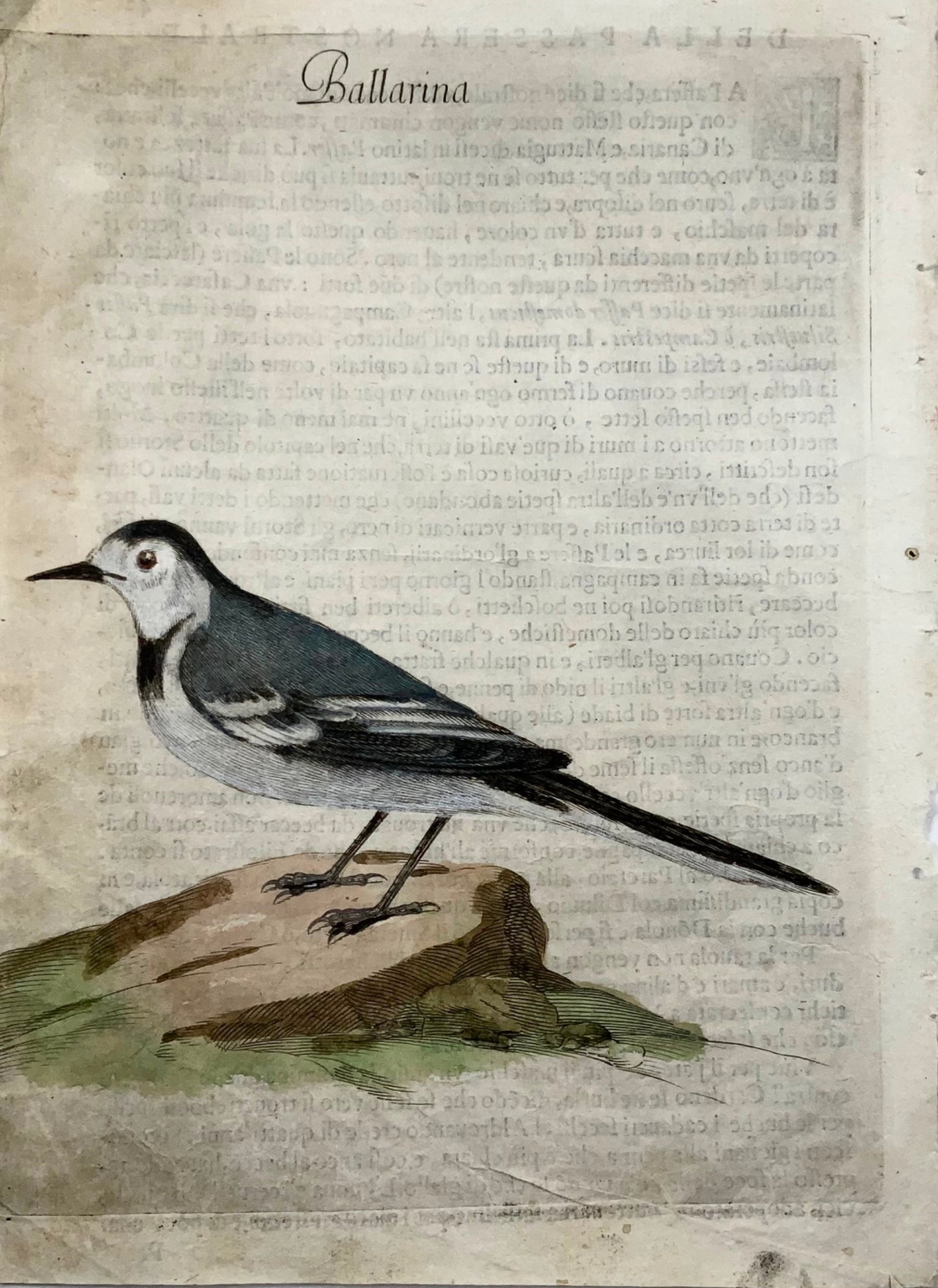 1622 Bergeronnette, Ornithologie, Fourmi. Tempête ; F. Villamena, Maître Gravure 