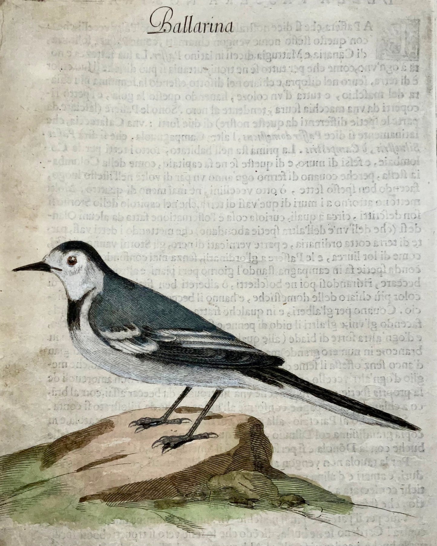 1622 Wagtail, Ornithology, Ant. Tempesta; F. Villamena, Master Engraving