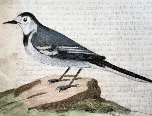 1622 Bergeronnette, Ornithologie, Fourmi. Tempête ; F. Villamena, Maître Gravure 